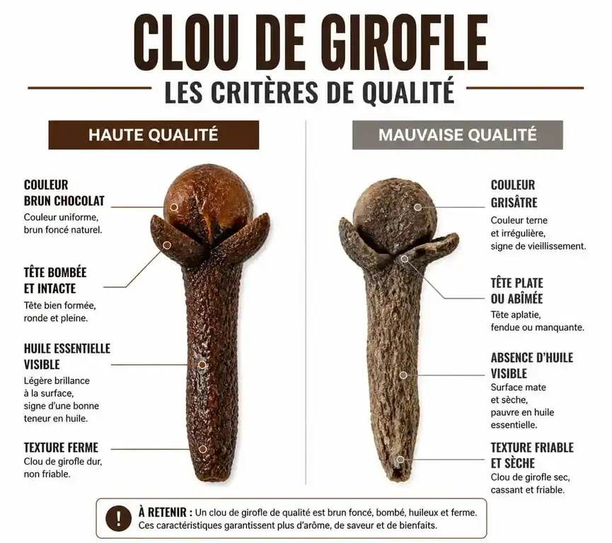 Critères de qualité pour choisir et acheter des clous de girofle : comparaison visuelle entre un clou frais et un clou de mauvaise qualité.