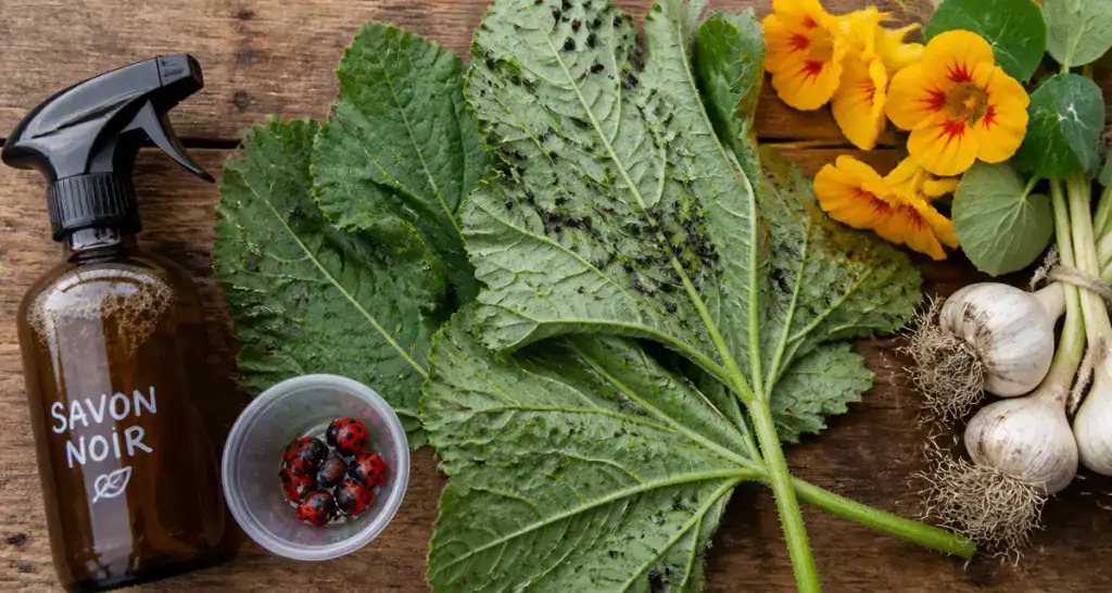 Puceron courgette sur feuille, méthodes naturelles